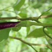 Solanum melongena L.